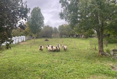 Spațiu comercial, în Mărtinești