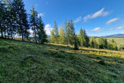 Teren Construcții intravilan de 9908 mp, în Dorna-Arini - 11