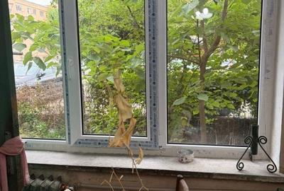 Apartament cu 2 camere semidecomandat în Valea Rosie - 2