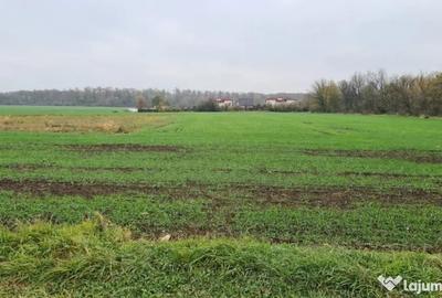 Teren de 3000 mp, în Brănești - 4
