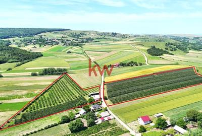Livada+Teren 6 ha (60.000 MP) - Vulturesti, Suceava