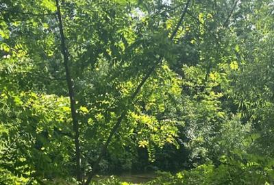 Teren extravilan, 10000 mp, Vicovu de Sus - 3