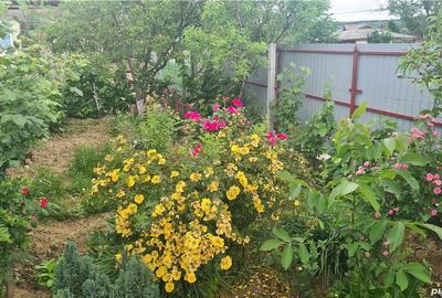 Casă cu Teren 1104 Mp în Poienari - 8