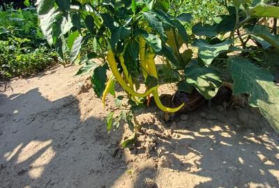 Teren pentru casa si gradina - 4