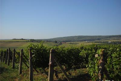 Teren de 6000 mp, în Frumoasa - 3