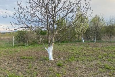 Teren în Narcisa - 1