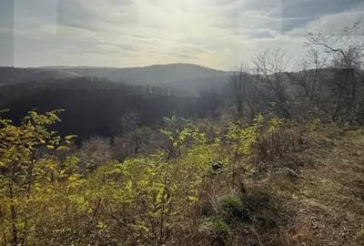 Teren de 8271 mp, în Cerbăl - 1