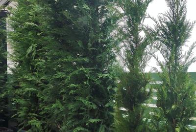 Apartament cu 3 camere decomandat, mobilat în Theodor Pallady - 2