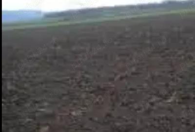 Vand Teren arabil 4 hectare in Costesti, Buzau - 2