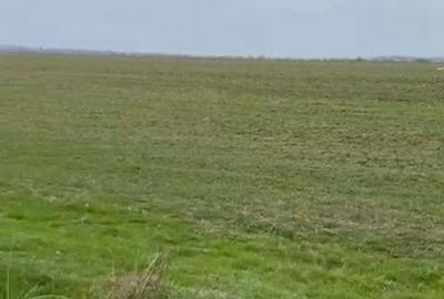De Vanzare Teren Intravilan 13.630mp, Strada Castanilor Magurele - 2