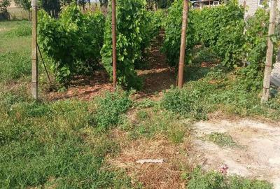 Casă cu Teren 1465 Mp în Dulceanca - 1