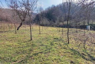 Teren de 1800 mp, în Ciclova Română - 5
