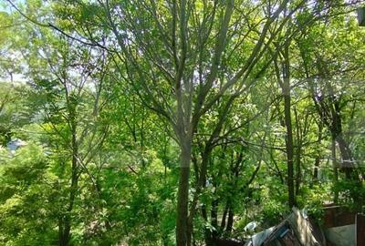 Casa 3 camere 64 mp, 250 mp, Sarariei - 10