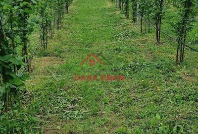 Teren extravilan in Baicoi 10.000mp plantatie mure --80.000e - 5