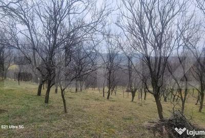 Teren în Schiulești - 12
