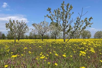 Teren 28096 mp  sat Bizighesti comuna Garoafa Judetul Vrancea - 3