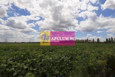 Teren Construcții intravilan de 715 mp, în Snagov - 18