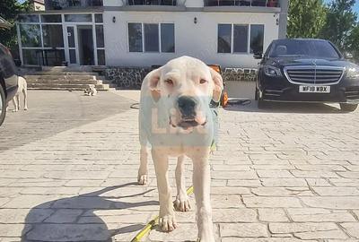 Casă cu Teren 989 Mp în Mihăilești - 1