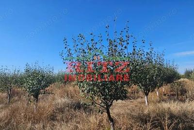 OFERTA!!! FERMA POMI FRUCTIFERI,VITA DE VIE,TEREN ARABIL SI HALA, FARCASELE 56.800 MP !!! - 15