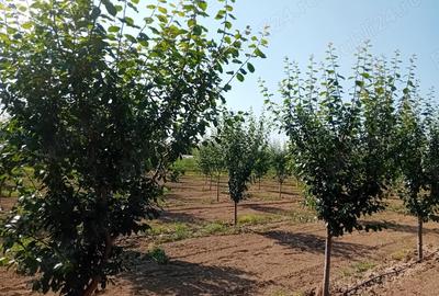 Proprietar vand sau schimb livada - 5