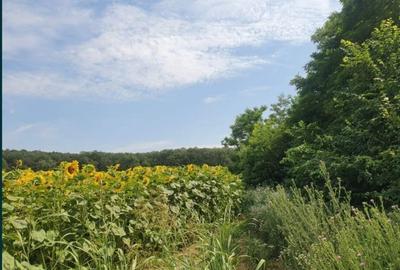 Teren Construcții intravilan de 736 mp, în Snagov - 2