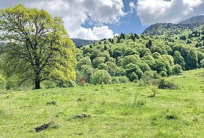 Teren de 15600 mp, în Râșnov - 2