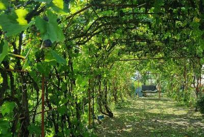 Casă cu 4 camere cu Teren 180 Mp în Răchiți - 3