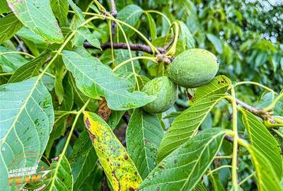 Casă individuală cu 3 camere cu Canalizare în Simeria - 12