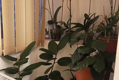 Lacul Tei | 4 Camere | Decomandat | Balcon | Bl. Anvelopat - 2