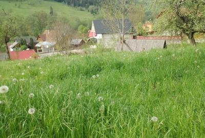 Teren Construcții intravilan de 6000 mp, în Vidra - 2