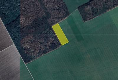 Teren agricol extravilan de 22100 mp, în Grădiștea - 1