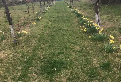 Casă cu 2 camere cu Teren 5200 Mp în Poienarii Burchii - 2