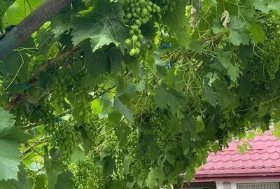 Casă cu Teren 1800 Mp în Merei - 2