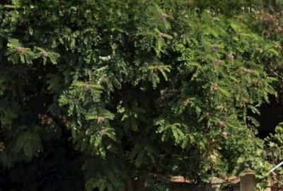 Teren de 2800 mp, în Central