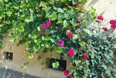 Casă cu 4 camere cu Teren 1240 Mp în Dacia - 5