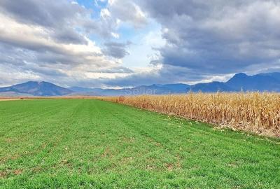 Teren agricol extravilan de 8400 mp, în Tărlungeni
