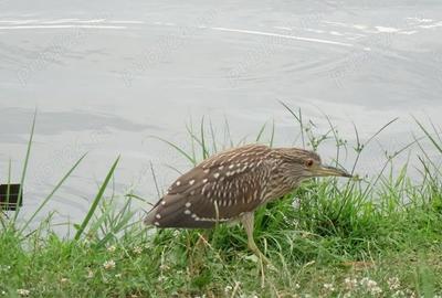 Teren în Periș - 10