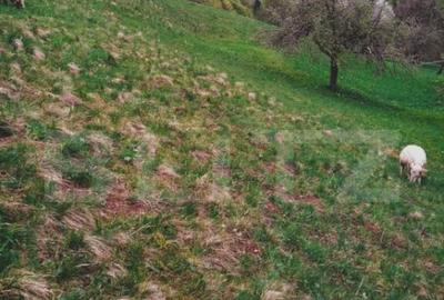 Teren intravilan agricol in Bran - Brasov - 5