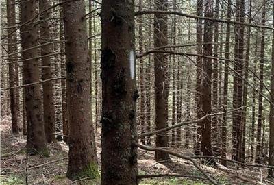 Teren agricol intravilan de 1400 mp, în Păltiniș - 6