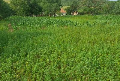 Teren de 2889 mp, în Bencecu de Jos - 5