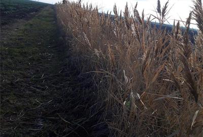 Teren de 5000 mp, în Cotorca - 5