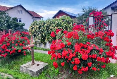 Casă cu 7 camere cu Teren 3000 Mp în Central