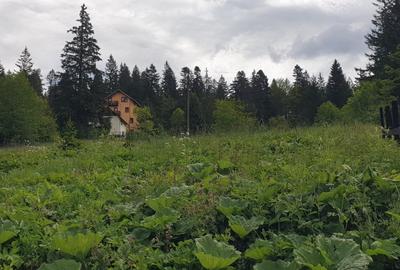 Teren agricol intravilan de 5000 mp, în Predeal - 3