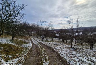 Teren de 5950 mp, în Scorțeni - 16