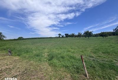Teren de 1500 mp, în Borhanci
