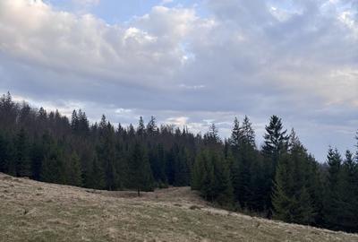 Teren de 1000 mp, în Mălini - 2