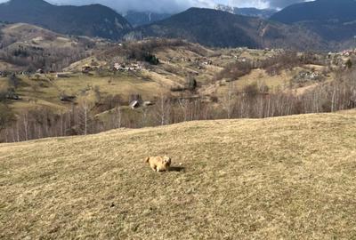 Vanzare Teren cu Punct de Belvedere in Moieciu zona Magura-Pestera - 4
