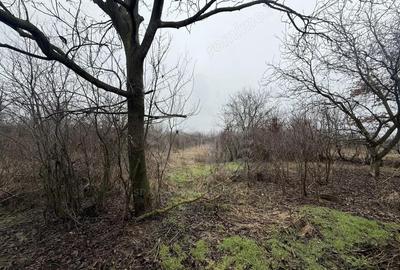 Casă cu 5 camere cu Teren 5500 Mp în Dărmănești - 11