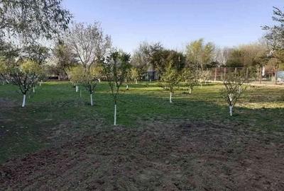 Casă cu 8 camere cu Teren 2529 Mp în Bolintin-Deal - 12