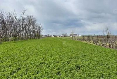 Teren de 6100 mp, în Corod - 2